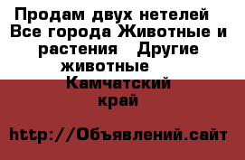 Продам двух нетелей - Все города Животные и растения » Другие животные   . Камчатский край